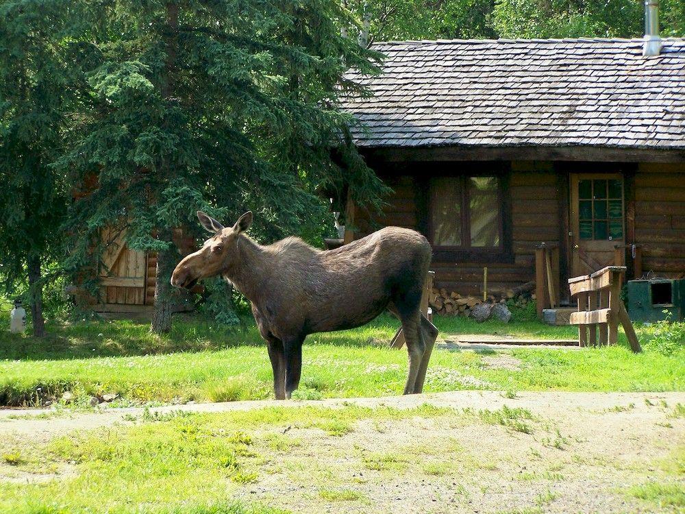 Chena Hot Springs Resort フェアバンクス エクステリア 写真